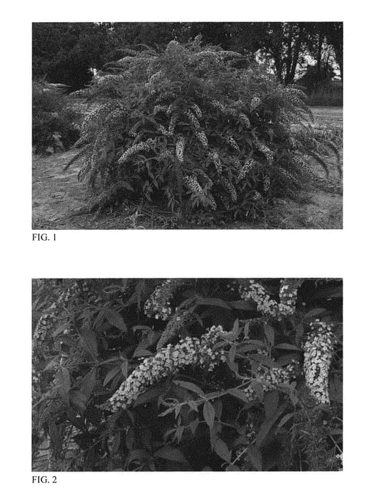 Figure 1 of US plant patent PP30635, the photograph of Lavender Cascade printed in the patent.