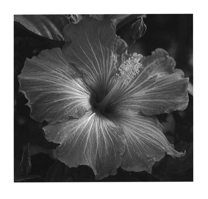 Figure 1 of US plant patent PP30636, the photograph of JBG 14015 printed in the patent.
