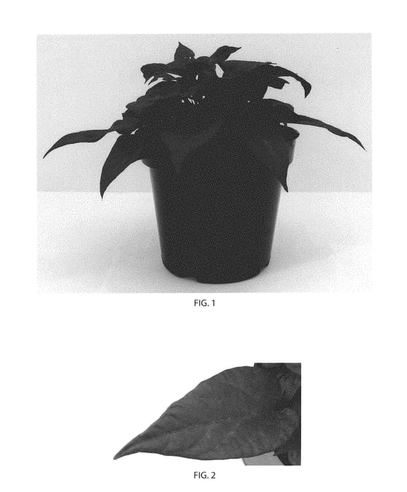 Figure 1 of US plant patent PP30637, the photograph of Balspotbart printed in the patent.