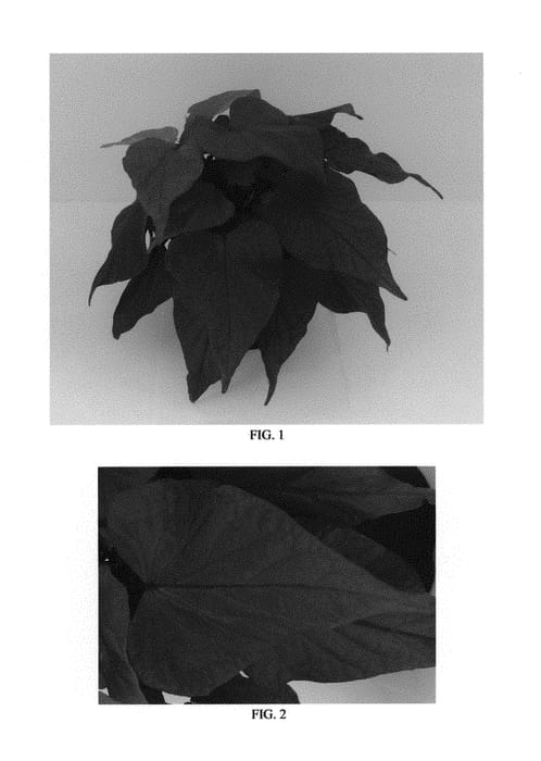 Figure 1 of US plant patent PP30638, the photograph of Balsolaredar printed in the patent.
