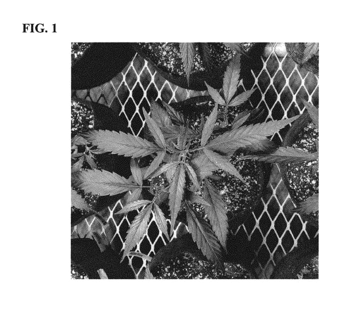 Figure 1 of US plant patent PP30639, the photograph of CW2A printed in the patent.