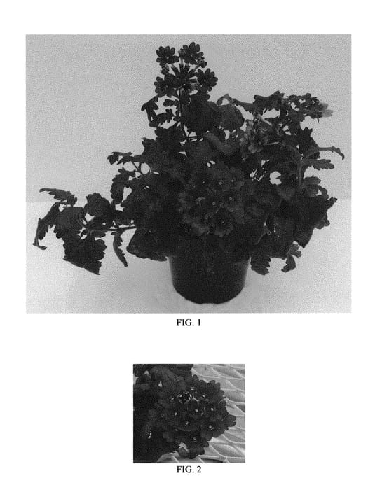 Figure 1 of US plant patent PP30640, the photograph of Balcadurp printed in the patent.