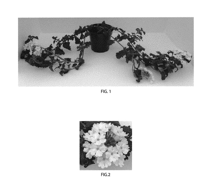 Figure 1 of US plant patent PP30641, the photograph of Balendwite printed in the patent.