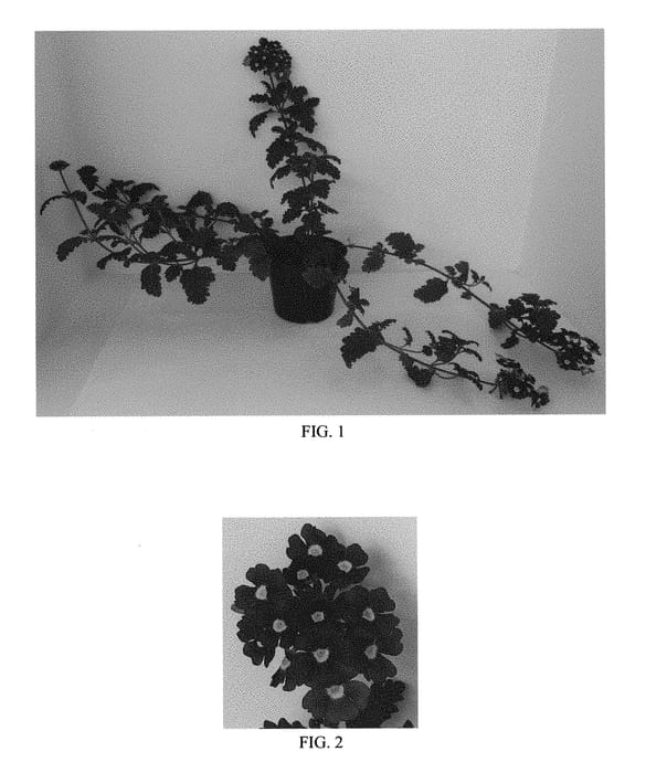 Figure 1 of US plant patent PP30642, the photograph of Balfireburgim printed in the patent.