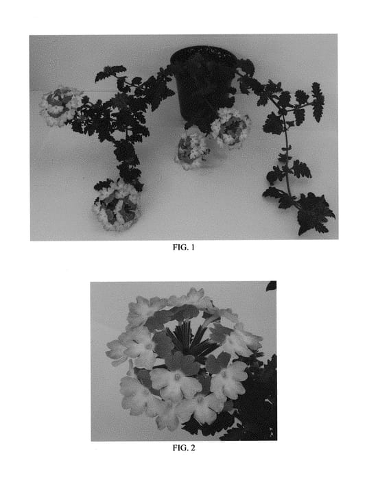 Figure 1 of US plant patent PP30643, the photograph of Balendinz printed in the patent.
