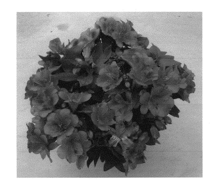 Figure 1 of US plant patent PP30644, the photograph of Zapritama printed in the patent.