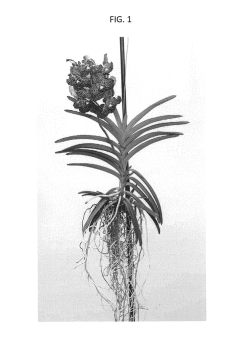 Figure 1 of US plant patent PP30645, the photograph of SPCDW1705 printed in the patent.
