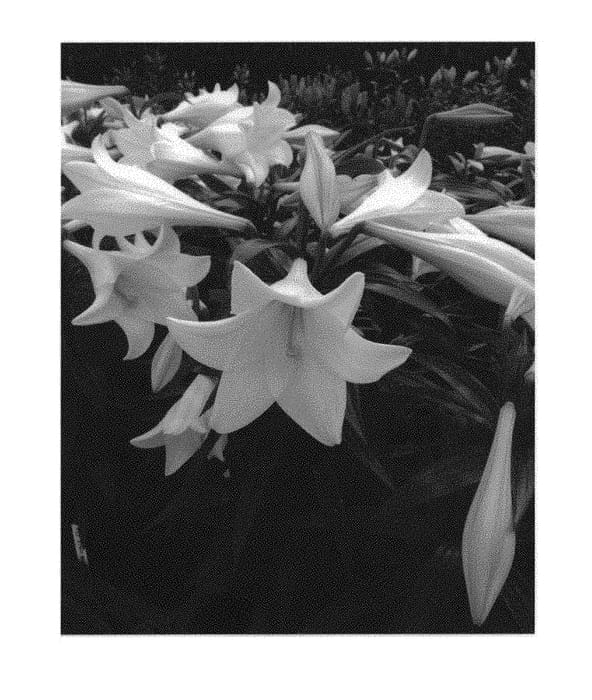 Figure 1 of US plant patent PP30646, the photograph of Miracle printed in the patent.