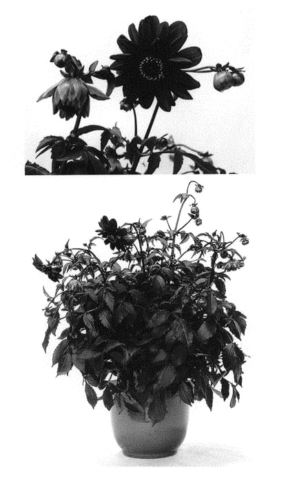 Figure 1 of US plant patent PP30647, the photograph of G14402DAHL printed in the patent.