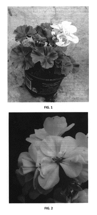 Figure 1 of US plant patent PP30648, the photograph of PEQZ0039 printed in the patent.