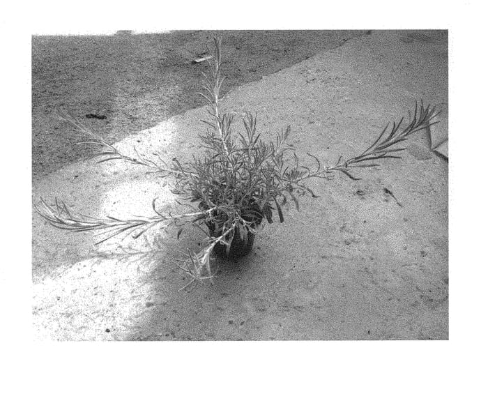 Figure 1 of US plant patent PP30649, the photograph of HYBHS18538 printed in the patent.
