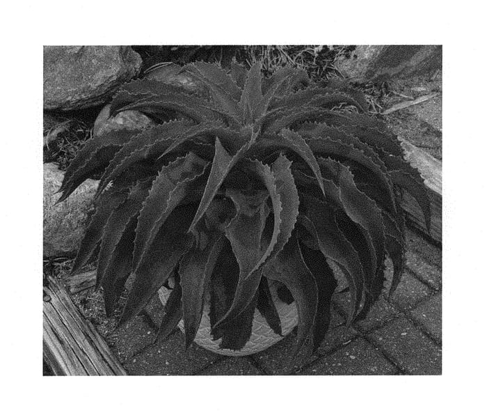 Figure 1 of US plant patent PP30650, the photograph of Falling Waters printed in the patent.