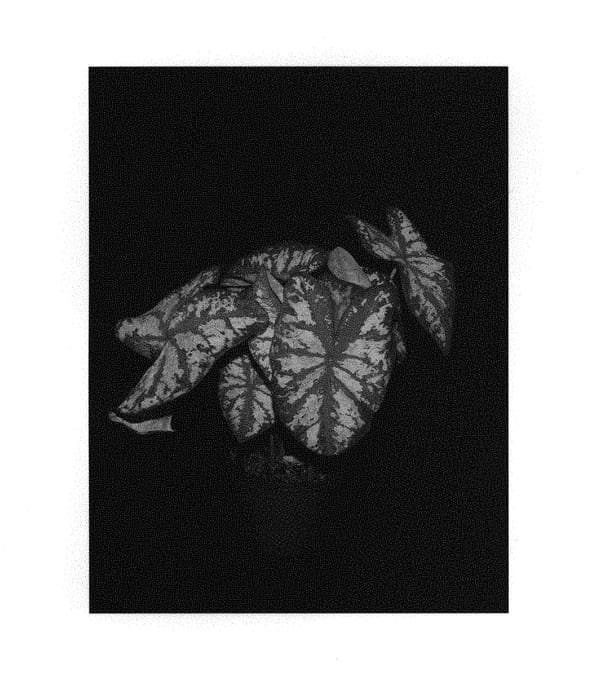 Figure 1 of US plant patent PP30651, the photograph of Bottle Rocket printed in the patent.