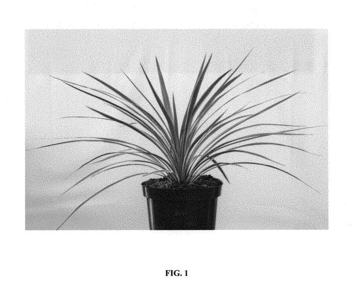 Figure 1 of US plant patent PP30652, the photograph of Tus019 printed in the patent.