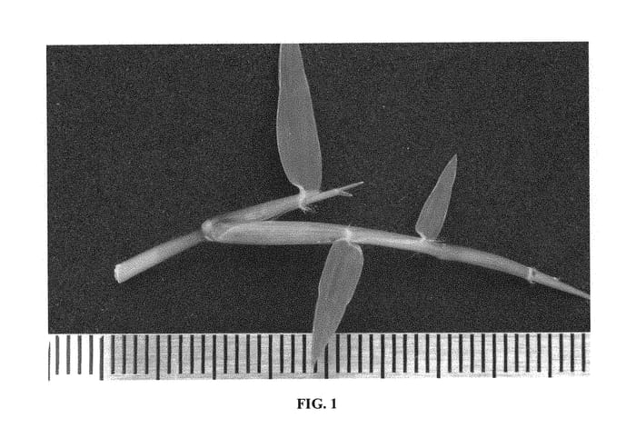 Figure 1 of US plant patent PP30653, the photograph of DALZ 0102 printed in the patent.