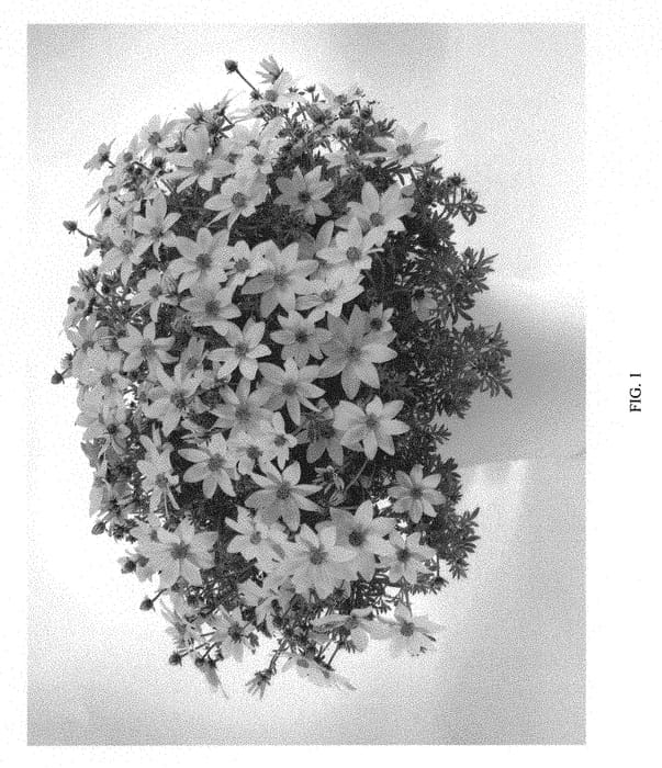 Figure 1 of US plant patent PP30654, the photograph of DBIDMECHAR printed in the patent.