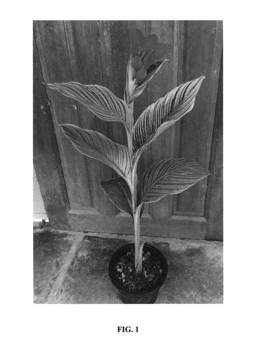 Figure 1 of US plant patent PP30655, the photograph of Red Tiger printed in the patent.