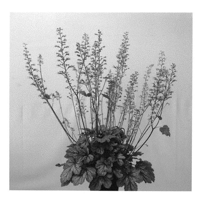 Figure 1 of US plant patent PP30656, the photograph of HEUPIRE030 printed in the patent.