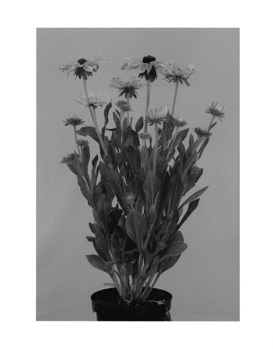 Figure 1 of US plant patent PP30657, the photograph of RUDHT37 printed in the patent.
