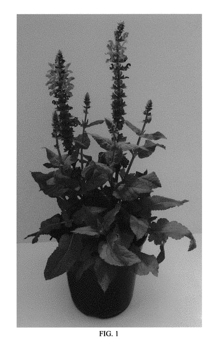 Figure 1 of US plant patent PP30658, the photograph of Sky Blue Marvel printed in the patent.
