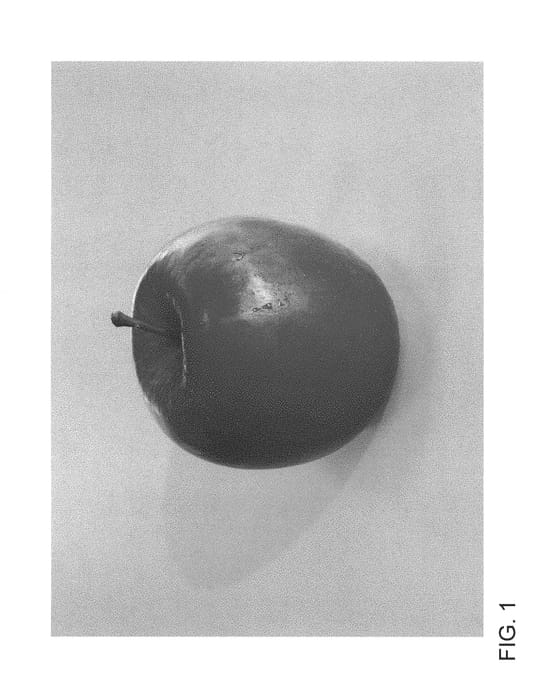Figure 1 of US plant patent PP30659, the photograph of ZOUK 16 printed in the patent.