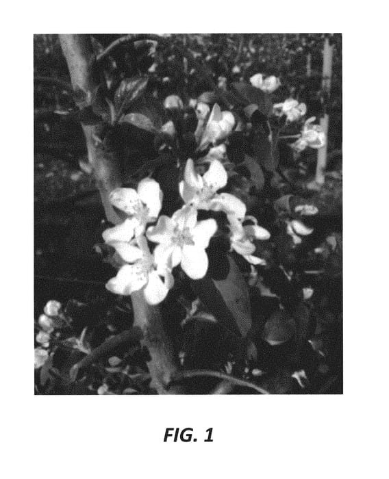 Figure 1 of US plant patent PP30660, the photograph of Duke Fuji printed in the patent.