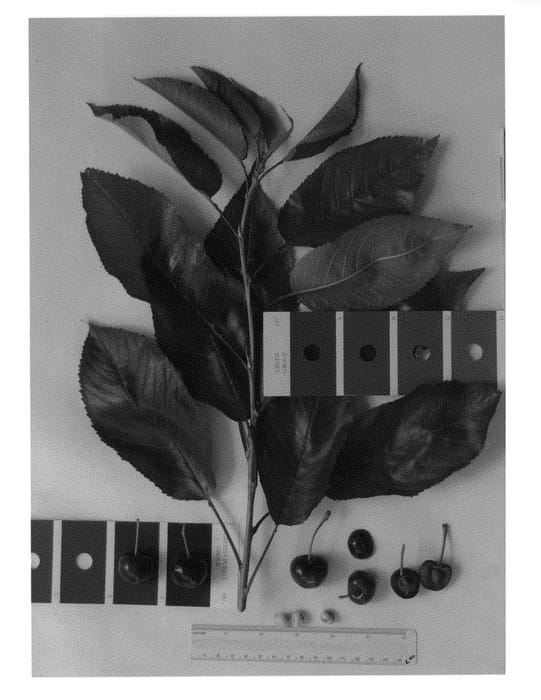 Figure 1 of US plant patent PP30661, the photograph of IFG Cher-five printed in the patent.