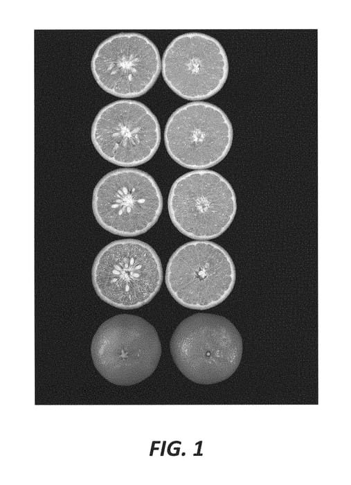 Figure 1 of US plant patent PP30662, the photograph of RubyGS printed in the patent.