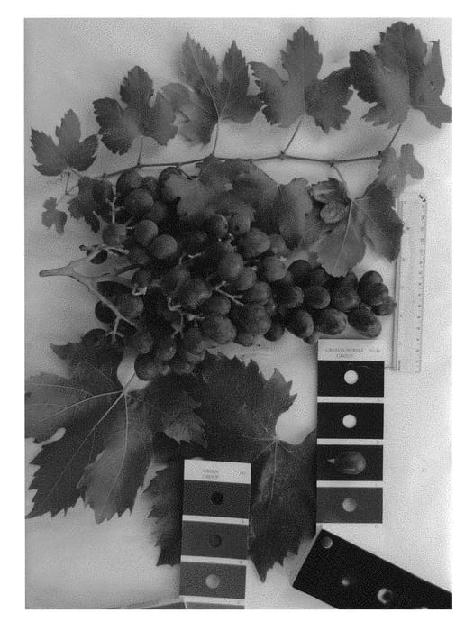 Figure 1 of US plant patent PP30663, the photograph of IFG Thirty-seven printed in the patent.