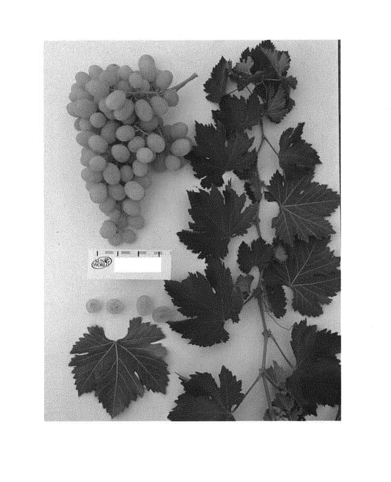 Figure 1 of US plant patent PP30664, the photograph of Sugrafiftytwo printed in the patent.