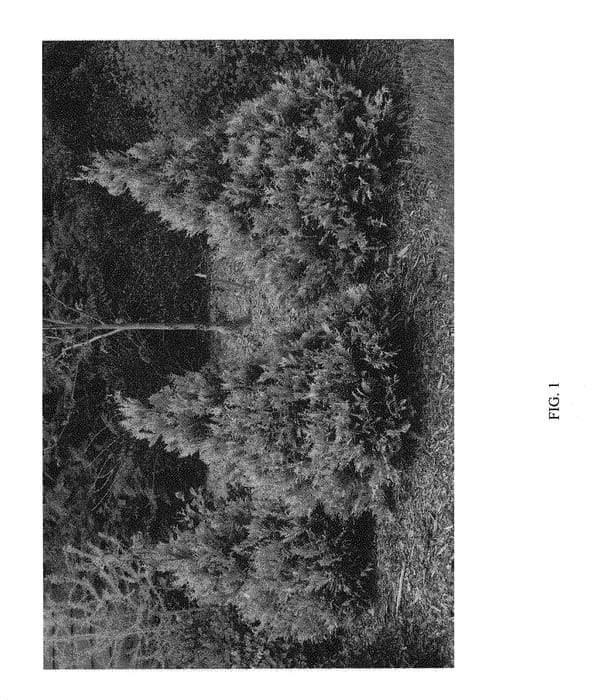 Figure 1 of US plant patent PP30665, the photograph of FARROWCGMS printed in the patent.
