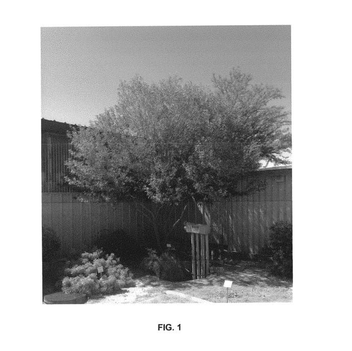 Figure 1 of US plant patent PP30666, the photograph of Libby Davidson printed in the patent.