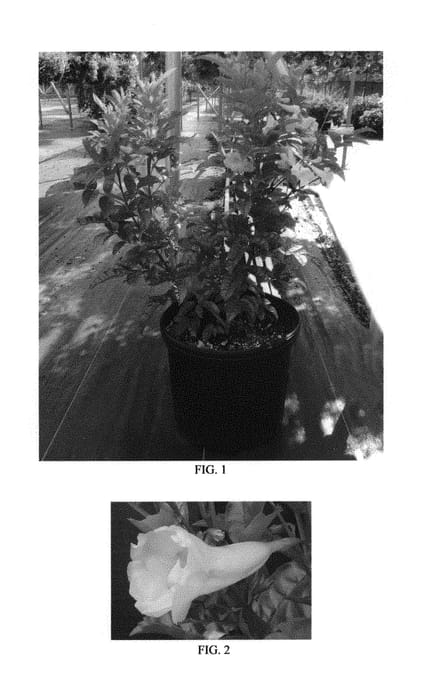 Figure 1 of US plant patent PP30667, the photograph of Balbahel printed in the patent.