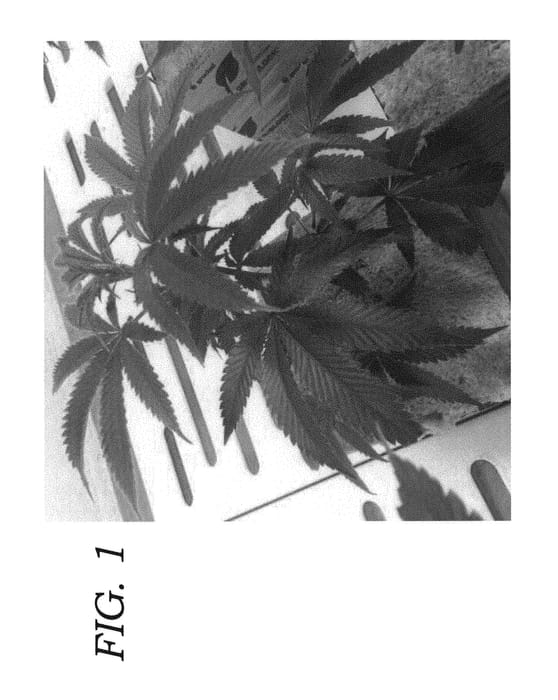 Figure 1 of US plant patent PP30668, the photograph of DD-CT-BR5 printed in the patent.