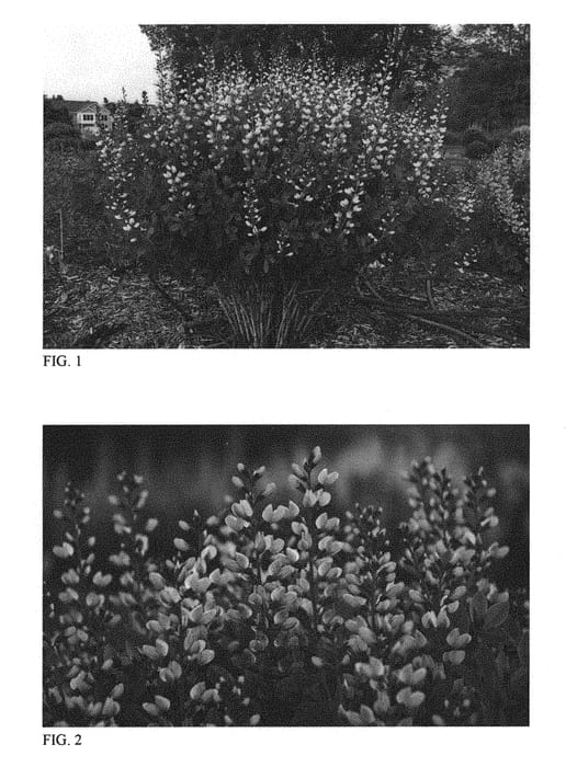 Figure 1 of US plant patent PP30669, the photograph of Pink Lemonade printed in the patent.