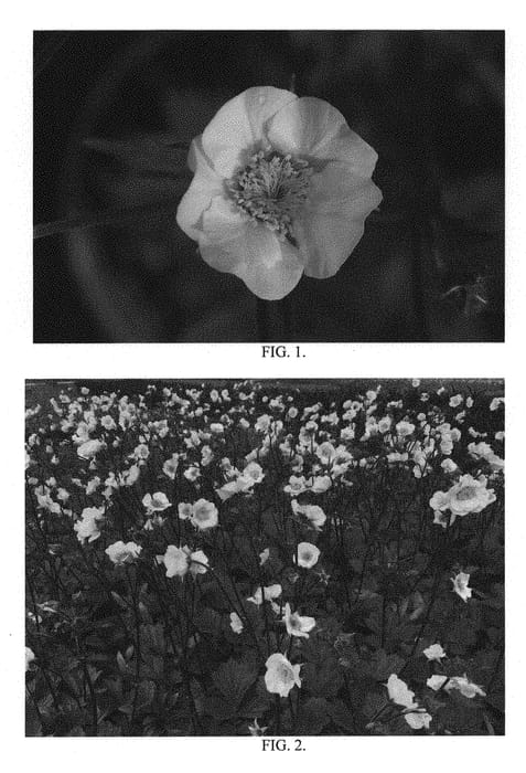 Figure 1 of US plant patent PP30670, the photograph of Top Shelf Margarita printed in the patent.