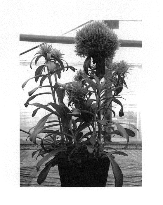 Figure 1 of US plant patent PP30671, the photograph of Midtemari printed in the patent.