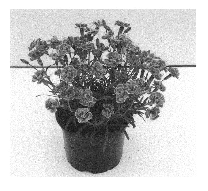 Figure 1 of US plant patent PP30672, the photograph of KLEDG18274 printed in the patent.