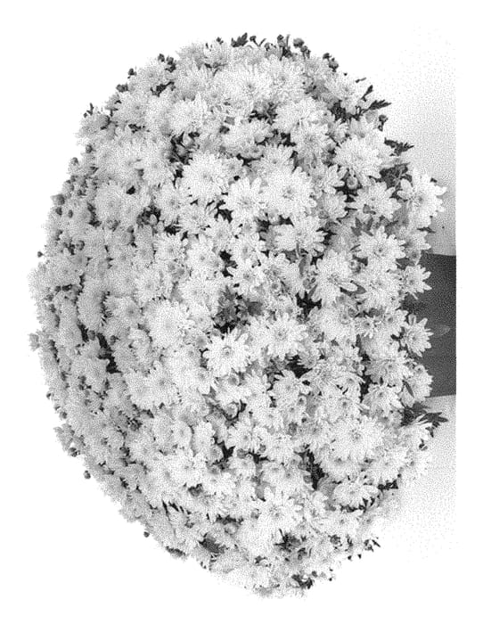 Figure 1 of US plant patent PP30673, the photograph of G19FON01WH printed in the patent.