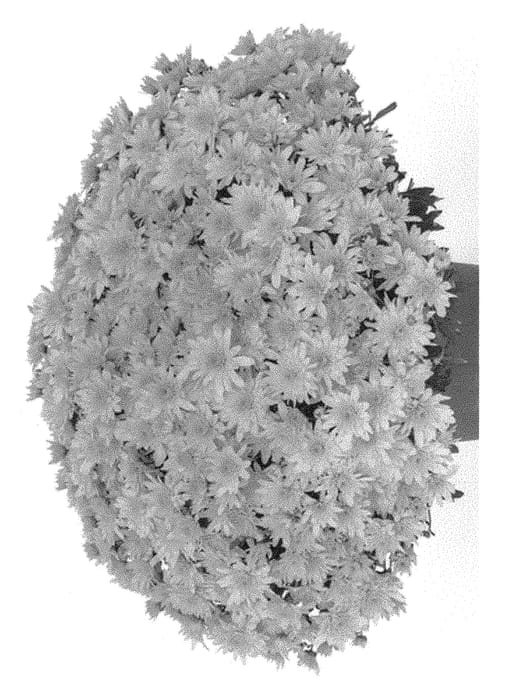 Figure 1 of US plant patent PP30674, the photograph of G19FON04YE printed in the patent.