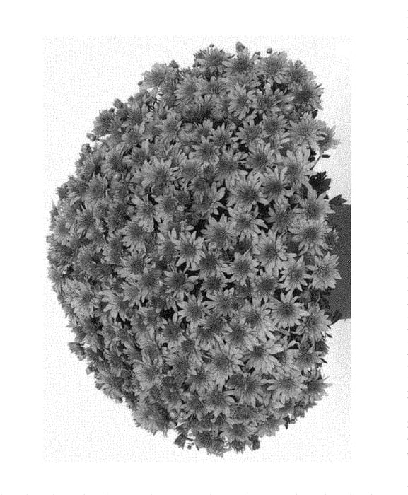 Figure 1 of US plant patent PP30675, the photograph of G19FON11OR printed in the patent.