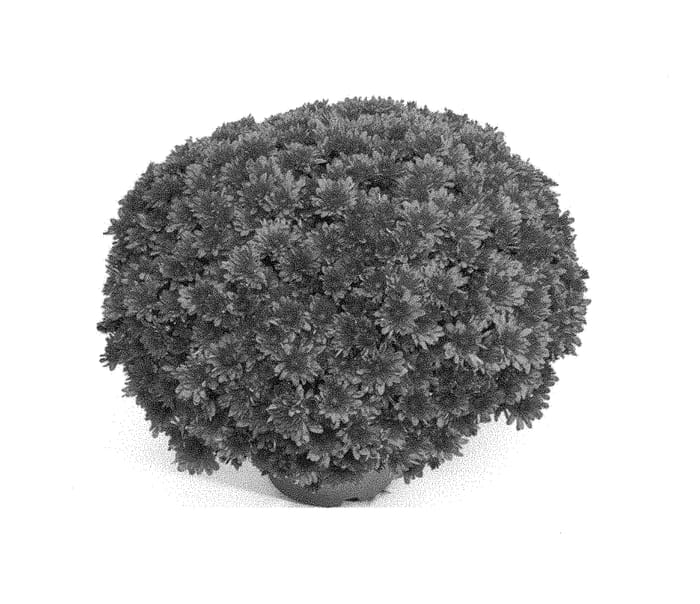Figure 1 of US plant patent PP30676, the photograph of G20ARL11OR printed in the patent.