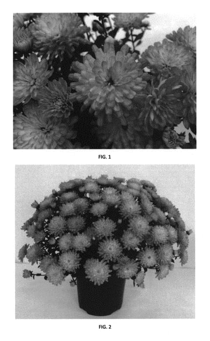 Figure 1 of US plant patent PP30677, the photograph of CIFZ0066 printed in the patent.