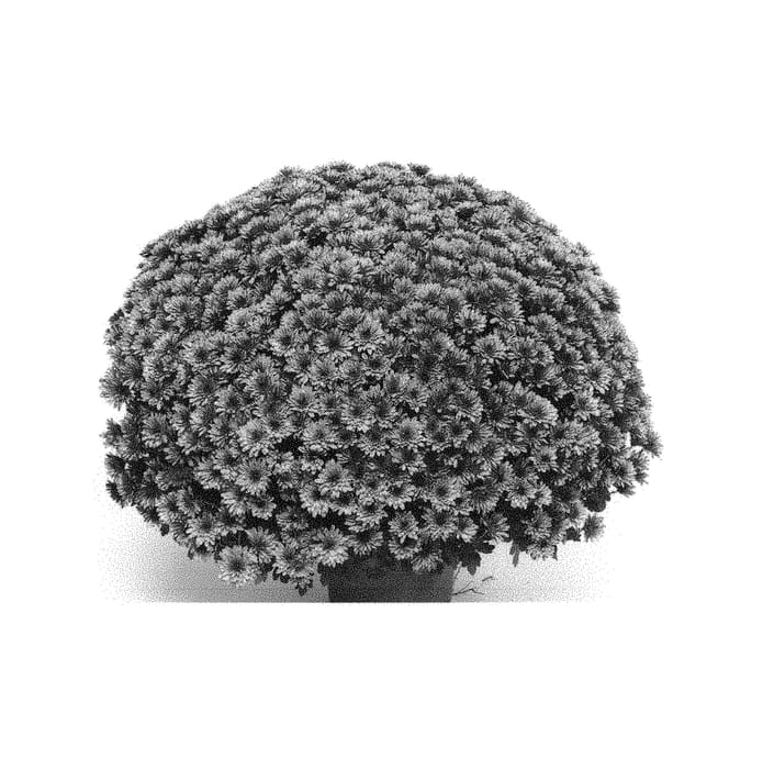 Figure 1 of US plant patent PP30678, the photograph of GED18ADU7P printed in the patent.
