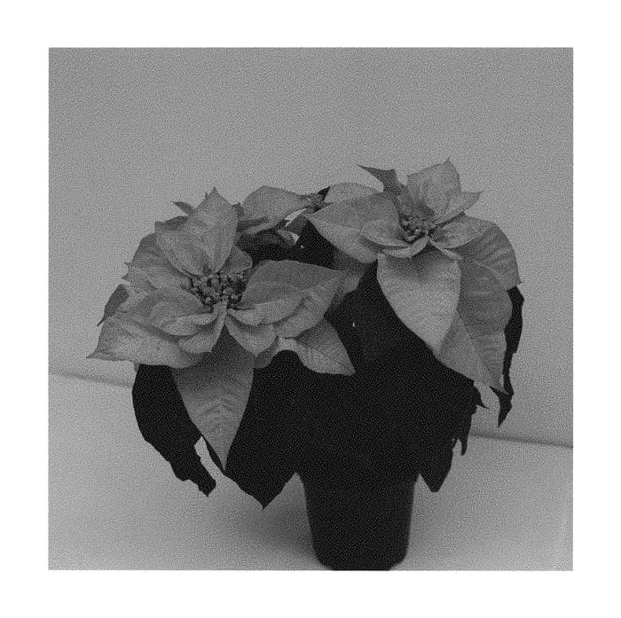 Figure 1 of US plant patent PP30679, the photograph of Q103 printed in the patent.
