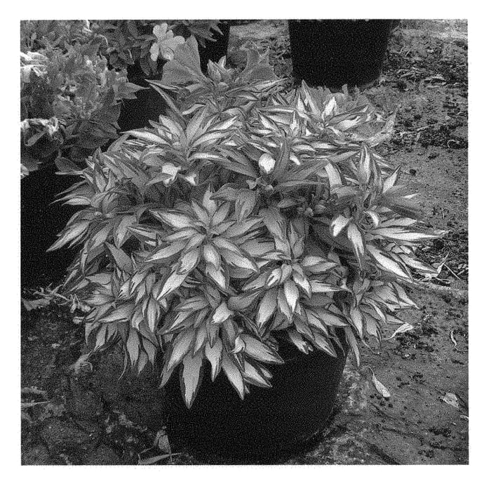 Figure 1 of US plant patent PP30680, the photograph of Zoe printed in the patent.