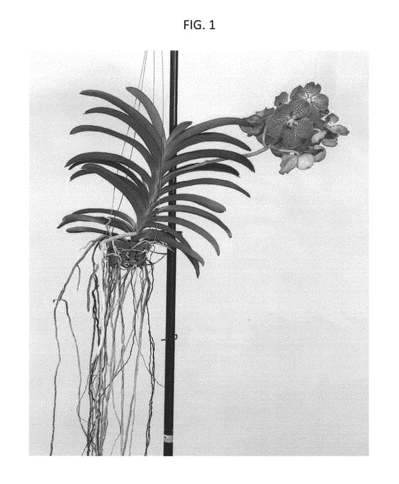 Figure 1 of US plant patent PP30681, the photograph of SPCDW1703 printed in the patent.