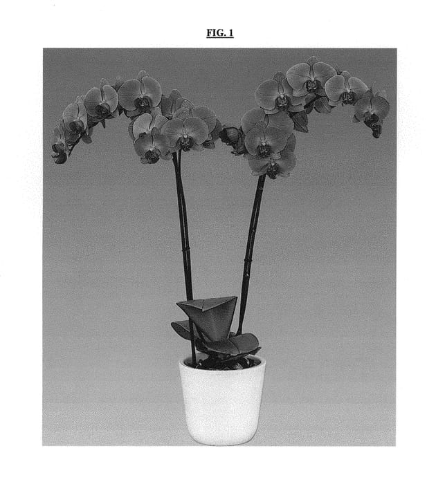 Figure 1 of US plant patent PP30682, the photograph of Harper Seven printed in the patent.