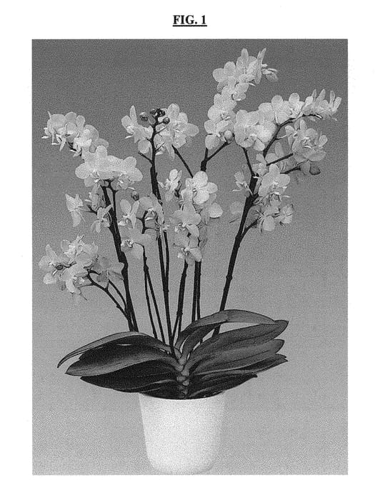 Figure 1 of US plant patent PP30683, the photograph of Butterfly Kisses printed in the patent.