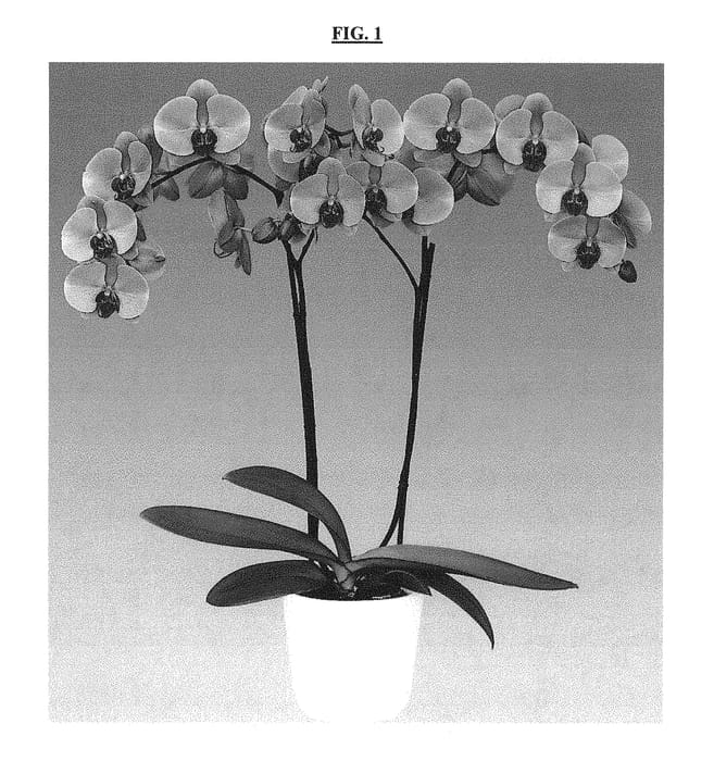 Figure 1 of US plant patent PP30684, the photograph of Calm Storm printed in the patent.